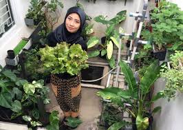 Tetapi jika halaman rumah yang dimiliki sempit, apakah tetap bisa berkebun dengan menyenangkan. Retno R Kusumaningtyas Menghasilkan Uang Dari Tanaman Di Halaman Rumah Tabloidbintang Com