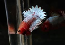 Ikan cupang atau ikan yang bernama latin betta sp merupakan salah satu ikan hias yang memiliki kecantikan luar biasa. Ciri Ciri Cupang Galaxy Nemo Candy Emerald Dan Fccp Cupang Sehat