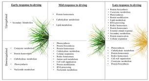 Image result for Xerophyta schlechteri