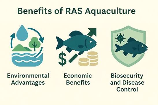 RAS Aquaculture: A Comprehensive Guide to Recirculating Systems