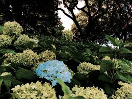 「Your email address if any saturnine」的圖片搜尋結果