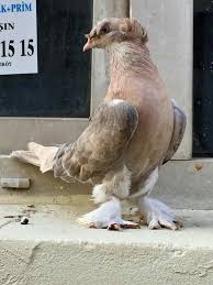 Pigeon Guzel Kuslar Evcil Hayvanlar Hayvanlar