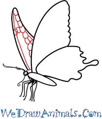 Just think that drawing butterfly is very simple task and you can do it very easefully. How To Draw A Realistic Butterfly