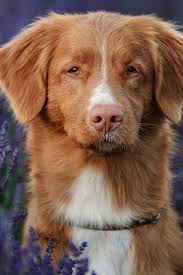 Why Do Dogs Like Lavender Lavender Dogbehavior Whydogs Puppreferences Dog Minding Puppy Training Dogs