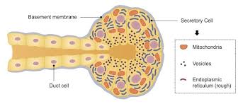 Exocrine Glands Bioninja