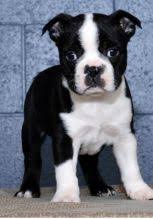 Many buggs dog breeders with puppies for sale also offer a health guarantee. Edmonton Boston Terrier Dogs Puppies For Sale Classifieds At Eclassifieds 4u