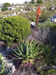 Image result for Aloe bukobana