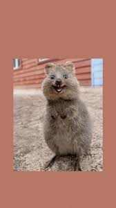 Quokka Wallpaper Ceu Tumblr