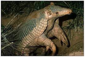 Armadilo Tropical Animals Armadillo Lizard