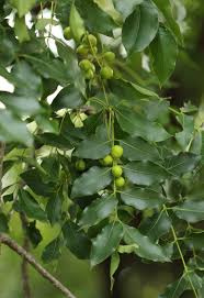 Image result for Ekebergia capensis