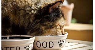 What Should I Feed My Cat Wet Or Dry Food International Cat Care