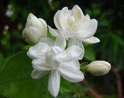 Https Us02 Imgcdn Ymcart Com 29117 2018 07 06 A 3 A3a69630a0831282 Jpg X Oss Process Image Auto Orient 1 Q In 2020 Jasmine Flower Jasmine Plant Indoor Fragrant Plant
