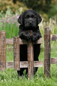 Temperament And Personality Of Labrador Retriever Photo Animaux Animaux Animaux Domestiques