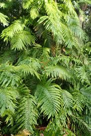 Image result for Stenochlaena