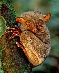 Well Hello Freaky Tarsier Monkeys Are One Of The Few Animals That Can Rotate Their Heads 360 Degrees Tarsi Interesting Animals Animal Photography Animals