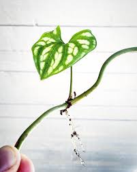 Image result for Cercestis