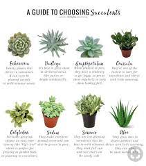 Succulents and cacti are most often used interchangeably. Succulents Identification My Cactus And Plants Facebook