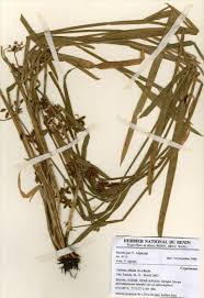 Image result for Fuirena ciliaris