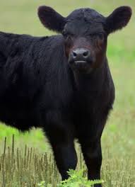 Black Angus Calves For Sale Near Me Black Angus Calf Cute Cows Cattle Cow Calf