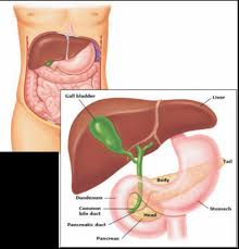 Image result for pancreas)