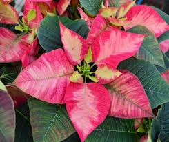 Image result for Euphorbia pulcherrima