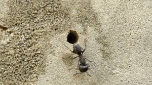 The transaction closed on may 15. Exterminate And Prevent Ants In Nj And Pa With Cooper