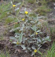 Image result for Melhania virescens