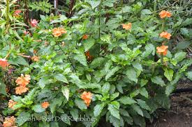 Image result for Crossandra nilotica