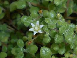 Image result for Crassula expansa