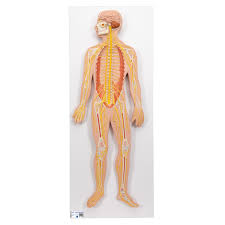 Cells called receptors, which detect. Anatomical Teaching Model Plastic Nervous System Model