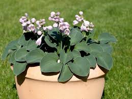 Some varieties are huge and occupy large areas in the garden. Hostas How To Plant Grow And Care For Hostas Hgtv
