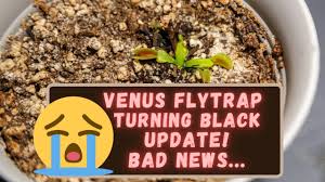 The organisms that cause the disease. Venus Flytrap Turning Black Update Root Rot Too Much Water For Venus Flytraps Can Cause Root Rot Youtube