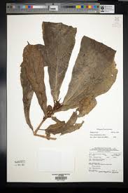 Image result for Ficus oreodryadum