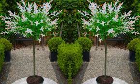 The north american native plant salix discolor, a deciduous shrub, is the most common species, though the european species s. Up To 55 Off Two Salix Flamingo Trees Groupon