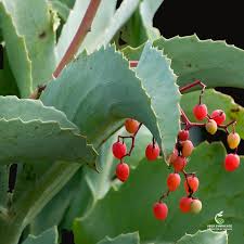 Image result for Cyphostemma zombense