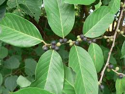 Image result for Bridelia