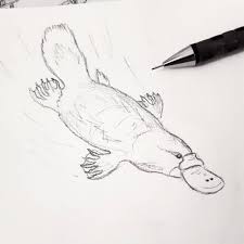 Day 9 The Duck Billed Platypus Status Least Concern I Left It A Bit Late Today So Had To Go With A Simpler Anima In 2020 Duck Billed Platypus Platypus Sketches Next, draw the platypus' body. day 9 the duck billed platypus