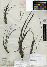 Image result for Isoetes alstonii