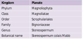 Image result for Stereospermum harmsianum