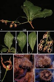 Image result for Sterculia subviolacea