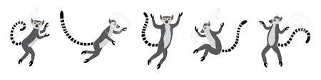 Cute Funny Ring Tailed Lemurs Jumps Exotic Lemur Catta Set Royalty Free Cliparts Vectors And Stock Illustration Image 139107431 The best selection of royalty free cartoon lemur vector art, graphics and stock illustrations. cute funny ring tailed lemurs jumps exotic lemur catta set