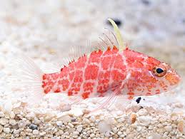 We did not find results for: 20 Best Saltwater Aquarium Fish In 2020 For Beginners