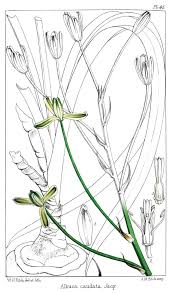 Image result for Crepidorhopalon namuliensis