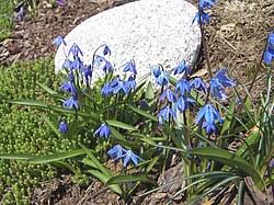 Image result for Scilla benguellensis