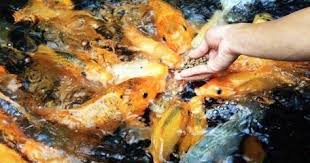 Panduan Lengkap Cara Budidaya Ikan Mas Di Kolam Tanah Dan Air Deras Dengan Gambar Ikan Ikan Mas Kolam