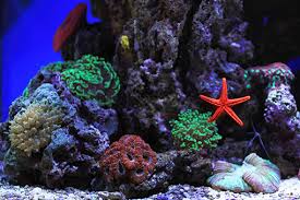 Contents show ⋅about this list & ranking. The Best Way To Aquascape Your Nano Reef Tank Nano Reef Tanks Saltwater Fish Aquariums Education And Tips