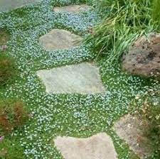Google Image Result For Http Www Wilsonbrosonline Com Public Images Source St Ground Cover Landscaping With Rocks Ground Cover Plants