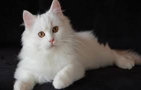 Kucing anakan persia peaknose red white betinarp700.000: Harga Kucing Anggora Semua Jenis 2021 Ada Yang Rp200 Ribuan Lo