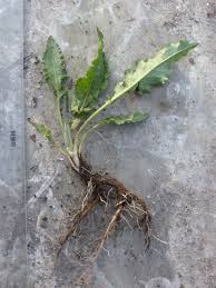 Image result for Oxygonum delagoense