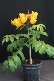 Image result for Spathodea campanulata